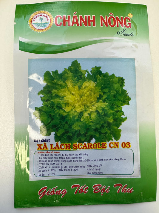 Chánh Nông - Crisp Head Lettuce Seeds (Xà lách Scarole CN 03)