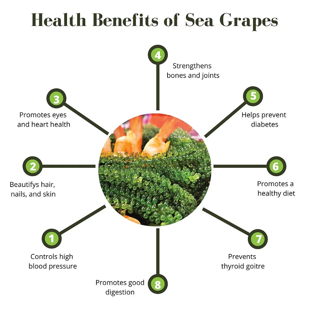 FREE SHIPPING - Okinawa Dry Sea Grapes, Marinated in Saltwater | Enhance Health, Weight Loss, Boosting Immune System, Valued Natural Gift from Sea, FDA, HCCCP Certified (20g, 5 Packs) (Rong Nho)