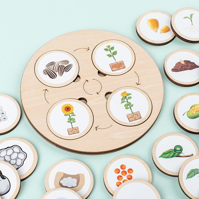 Life Cycle Board Montessori Kit Biology Science Education Toys For Kids Sensory Tray Animal Figure Life Cycle Sorting Wooden Toy