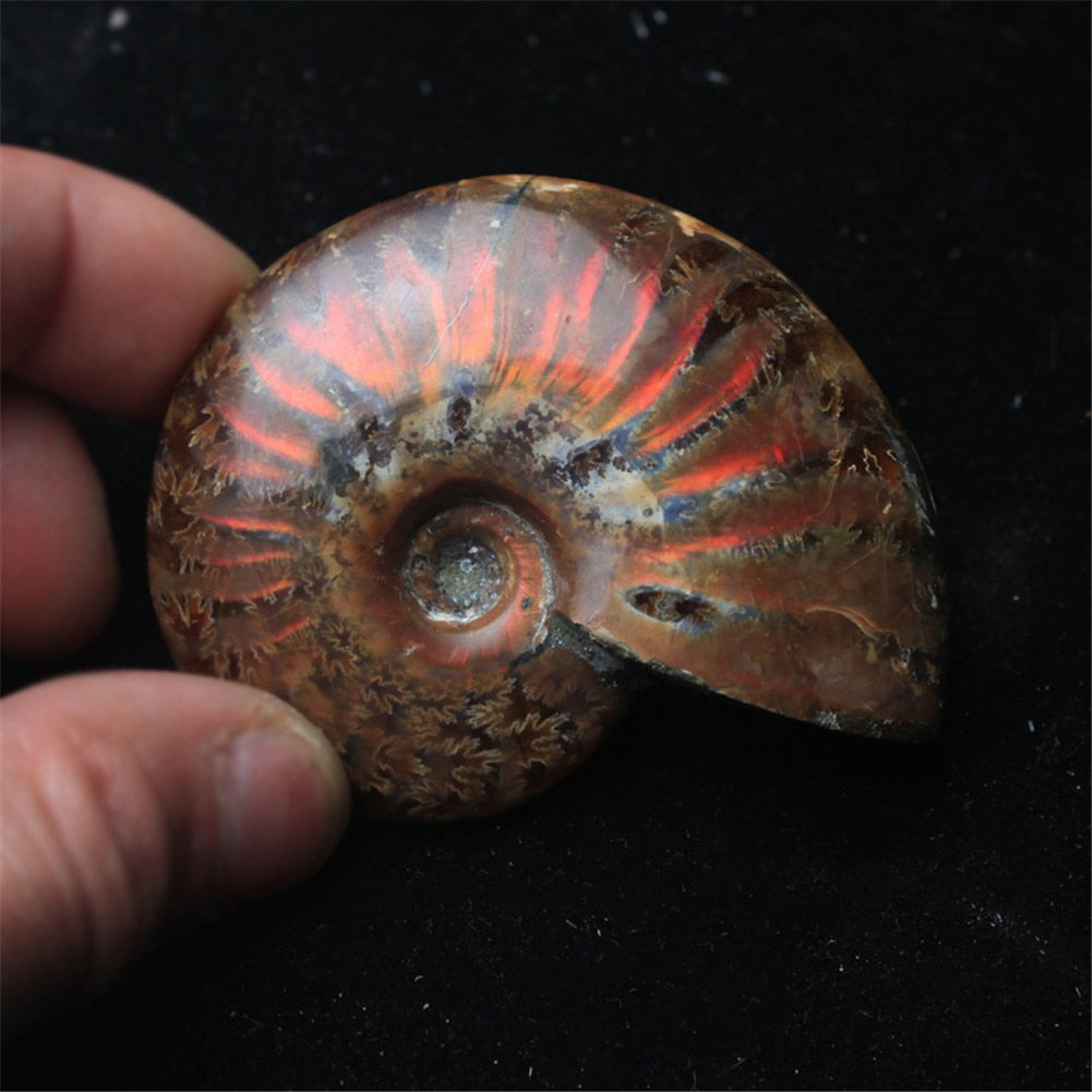 Spiral Ammolite Natural Ammonite Fossil Pure Natural Handicraft Pieces Played On Palms Nice Gift For Stone Collection 2.6-3.5cm